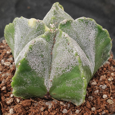 Astrophytum myriostigma VARIEGATA