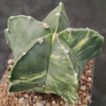Astrophytum myriostigma VARIEGATA