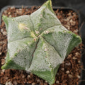 Astrophytum myriostigma VARIEGATA
