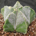 Astrophytum myriostigma VARIEGATA
