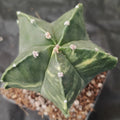 Astrophytum myriostigma VARIEGATA