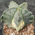 Astrophytum myriostigma VARIEGATA  “CV KIKO” PATTERN