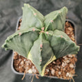 Astrophytum myriostigma VARIEGATA  “CV KIKO” PATTERN