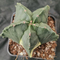 Astrophytum myriostigma VARIEGATA  “CV KIKO” PATTERN