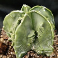 Astrophytum ORMY ”CV FUKURYU”