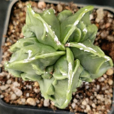 Astrophytum ORMY ”CV FUKURYU”