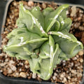 Astrophytum ORMY ”CV FUKURYU”
