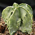 Astrophytum ORMY ”CV FUKURYU”