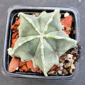 Astrophytum ORNATUM FUKURYU HAKUJO 5,8-15