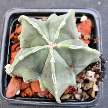 Astrophytum ORNATUM FUKURYU HAKUJO 5,8-15