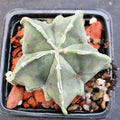 Astrophytum ORNATUM FUKURYU HAKUJO 5,8-15