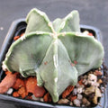 Astrophytum ORNATUM FUKURYU HAKUJO 5,8-15
