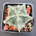 Astrophytum ORNATUM FUKURYU HAKUJO 5,8-15