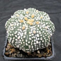 Astropytum asterias “CV SUPERKABUTO SOFT HAKUJO  STAR SHAPE