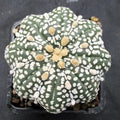 Astropytum asterias “CV SUPERKABUTO SOFT HAKUJO  STAR SHAPE
