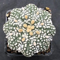 Astropytum asterias “CV SUPERKABUTO SOFT HAKUJO  STAR SHAPE