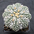 Astropytum asterias “CV SUPERKABUTO SOFT HAKUJO  STAR SHAPE