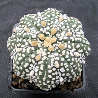 Astropytum asterias “CV SUPERKABUTO SOFT HAKUJO  STAR SHAPE