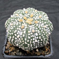 Astropytum asterias “CV SUPERKABUTO SOFT HAKUJO  STAR SHAPE