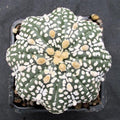 Astropytum asterias “CV SUPERKABUTO SOFT HAKUJO  STAR SHAPE