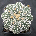 Astropytum asterias “CV SUPERKABUTO SOFT HAKUJO  STAR SHAPE