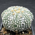 Astropytum asterias “CV SUPERKABUTO SOFT HAKUJO  STAR SHAPE