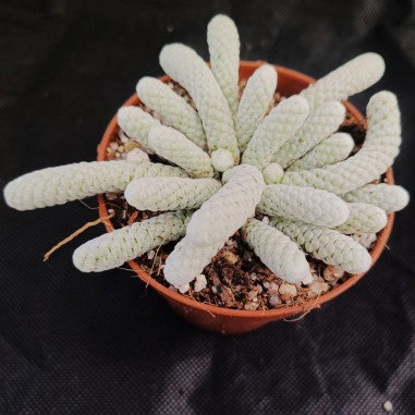 Avonia papyracea
