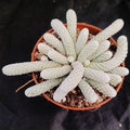 Avonia papyracea
