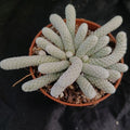 Avonia papyracea