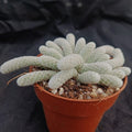 Avonia papyracea