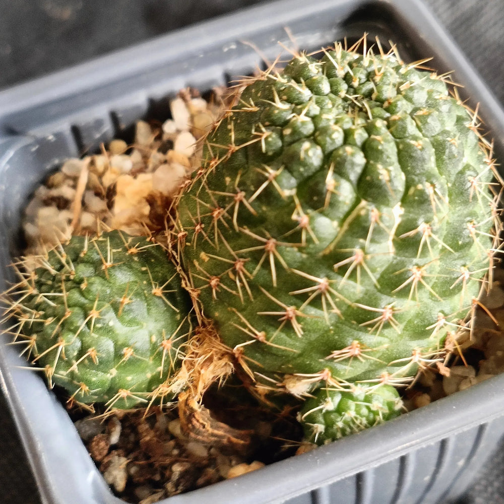 Aylostera buininigiana