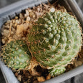 Aylostera buininigiana