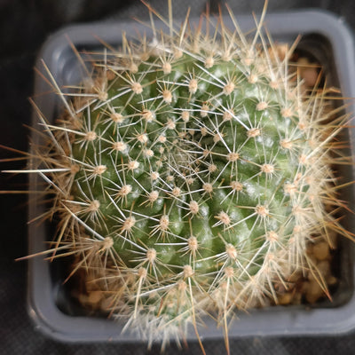 Aylostera deminuta ssp kupperiana fa robutispina