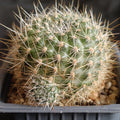 Aylostera deminuta ssp kupperiana fa robutispina