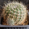 Aylostera deminuta ssp kupperiana fa robutispina
