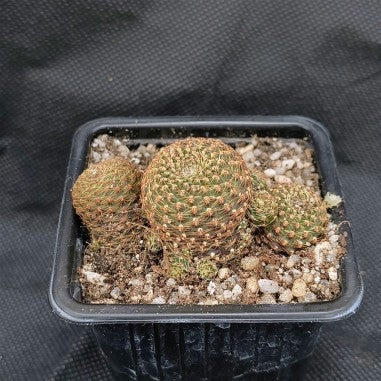 Aylostera heliosa var condorensis fa melanistica FLOR NARANJA