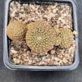 Aylostera heliosa var condorensis fa melanistica FLOR NARANJA
