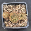 Aylostera heliosa var condorensis fa melanistica FLOR NARANJA