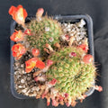 Aylostera ritteri cv. Brunencens