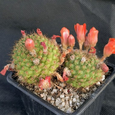 Aylostera ritteri cv. Brunencens