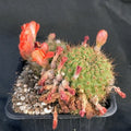 Aylostera ritteri cv. Brunencens