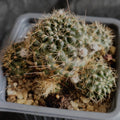 Aylostera steinmanii fa eucalyptana