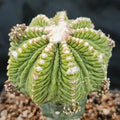 Aztekium ritterii INJERTADO