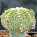 Aztekium ritterii INJERTADO