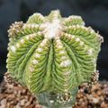 Aztekium ritterii INJERTADO