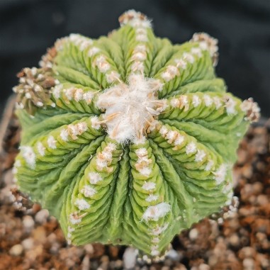 Aztekium ritterii INJERTADO