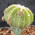 Aztekium ritterii INJERTADO