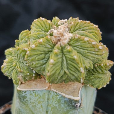 Aztekium ritterii INJERTADO