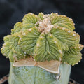 Aztekium ritterii INJERTADO