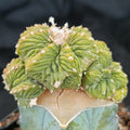 Aztekium ritterii INJERTADO
